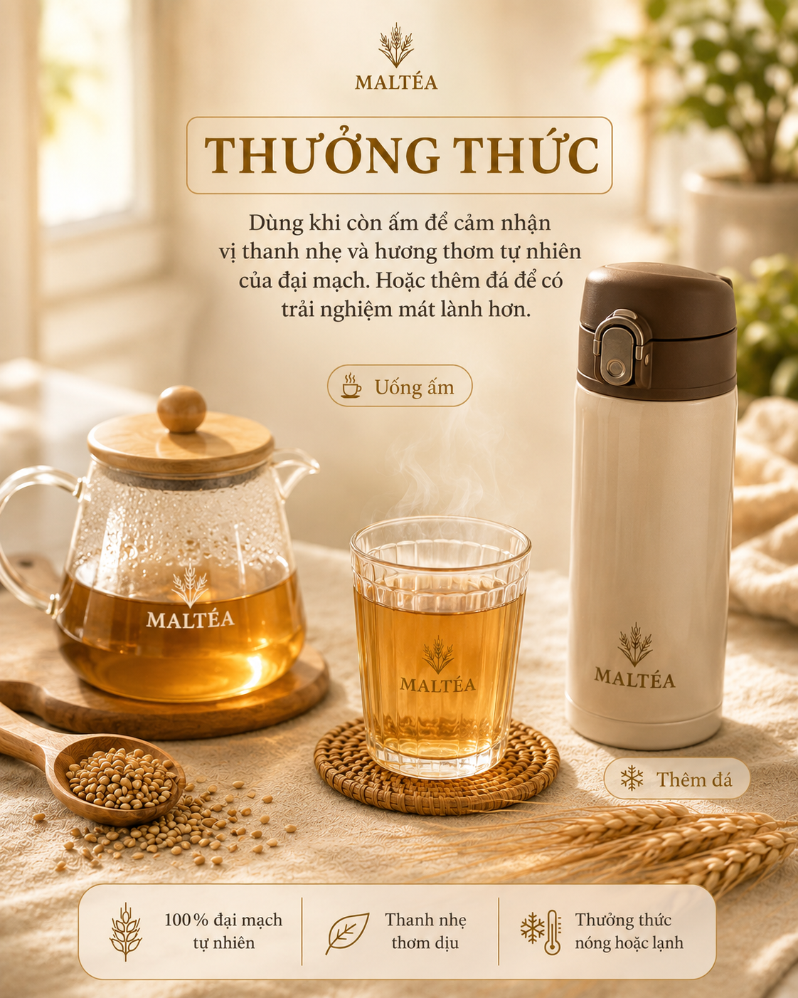 Maltea trà đại mạch dùng nóng hoặc thêm đá
